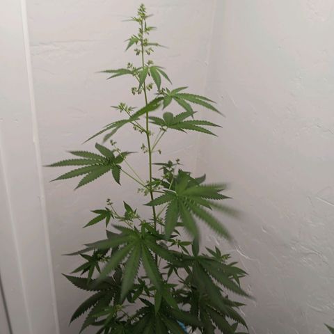 Og kush×5 kind seeds growlog timeline photo