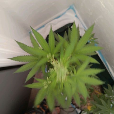 Og kush×5 kind seeds growlog timeline photo