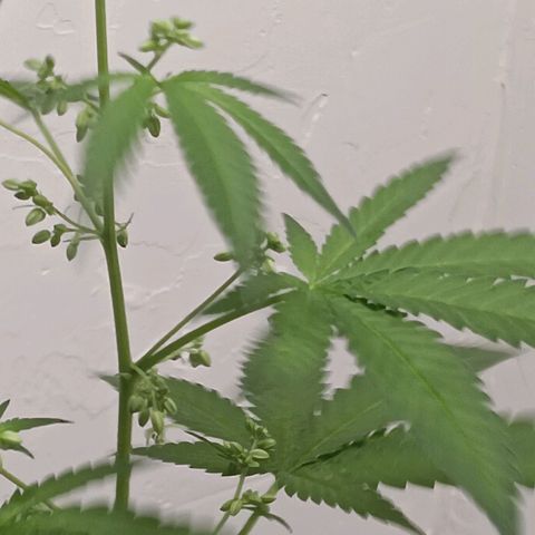 Og kush×5 kind seeds growlog timeline photo
