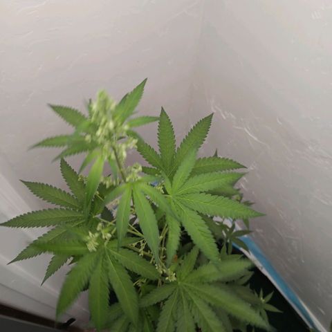 Og kush×5 kind seeds growlog timeline photo