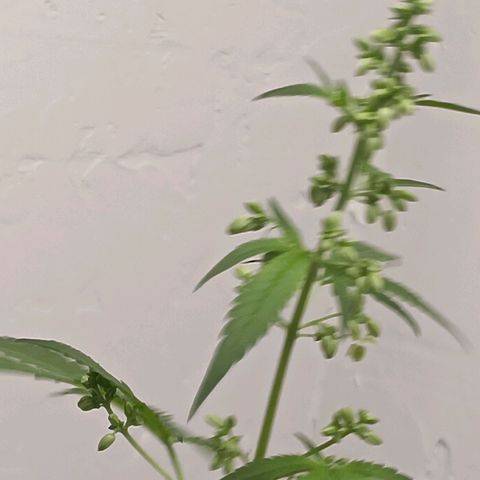 Og kush×5 kind seeds growlog timeline photo