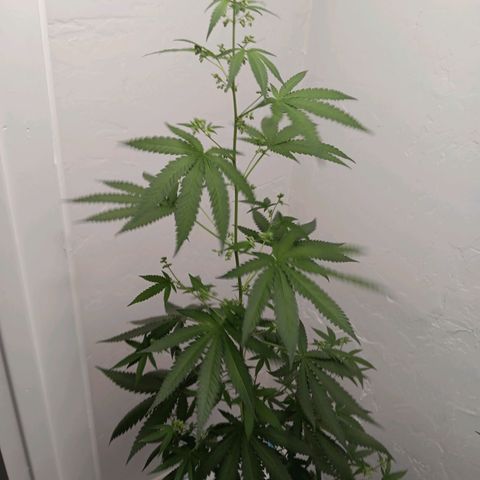 Og kush×5 kind seeds growlog timeline photo