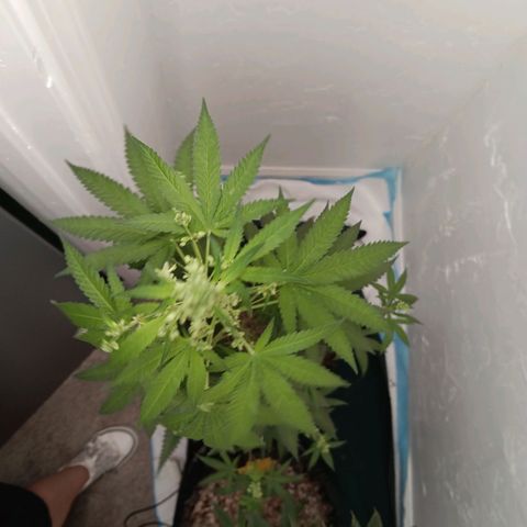 Og kush×5 kind seeds growlog timeline photo