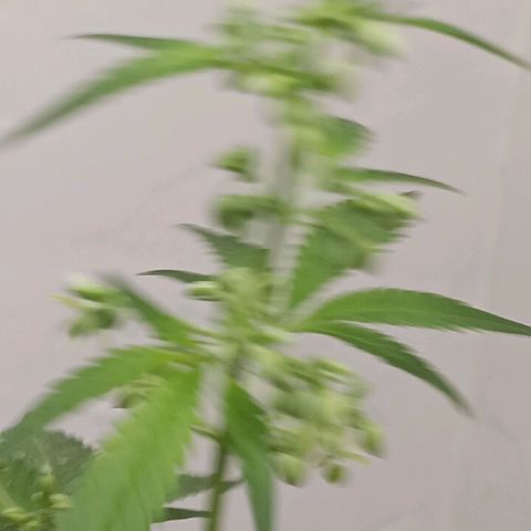 Og kush×5 kind seeds growlog timeline photo