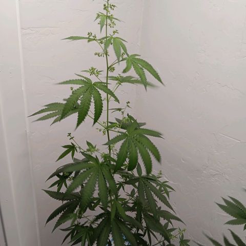 Og kush×5 kind seeds growlog timeline photo
