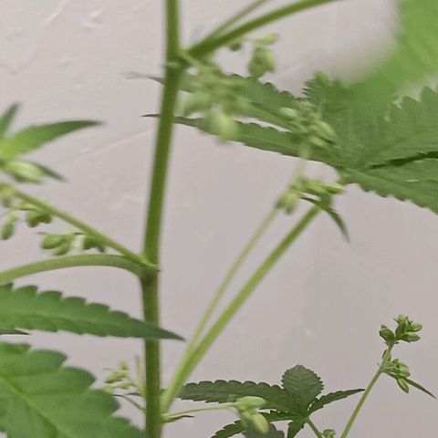 Og kush×5 kind seeds growlog timeline photo