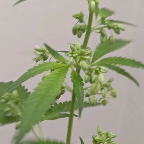 Og kush×5 kind seeds growlog timeline photo