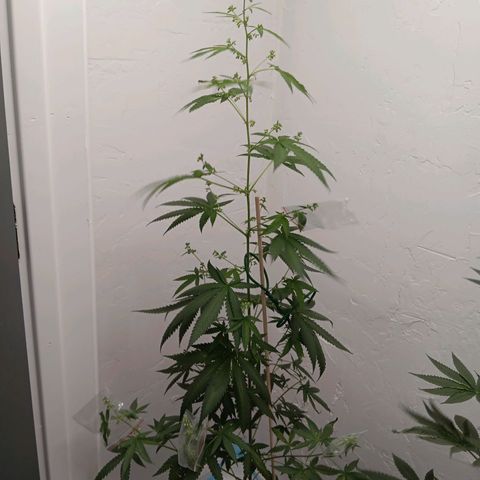 Og kush×5 kind seeds growlog timeline photo