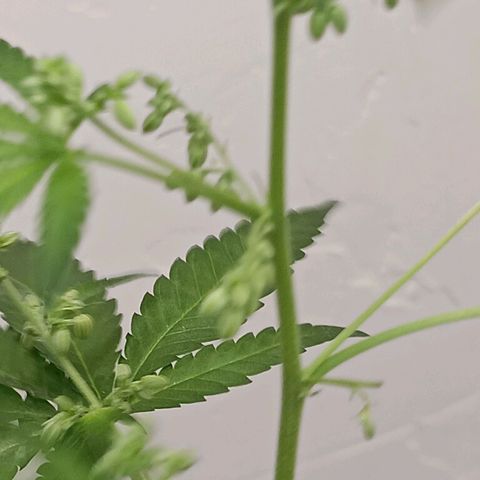 Og kush×5 kind seeds growlog timeline photo
