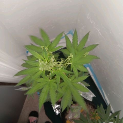 Og kush×5 kind seeds growlog timeline photo