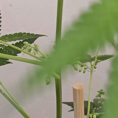 Og kush×5 kind seeds growlog timeline photo