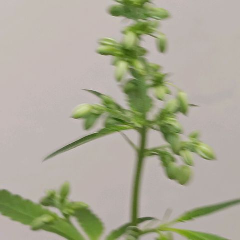 Og kush×5 kind seeds growlog timeline photo