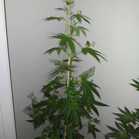 Og kush×5 kind seeds growlog timeline photo