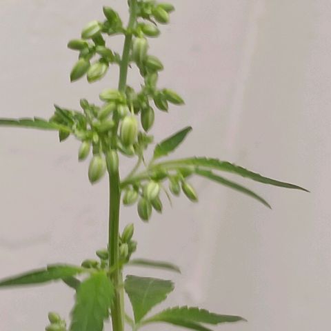 Og kush×5 kind seeds growlog timeline photo