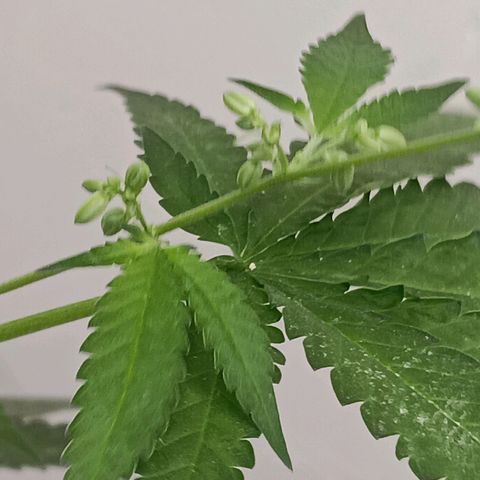 Og kush×5 kind seeds growlog timeline photo