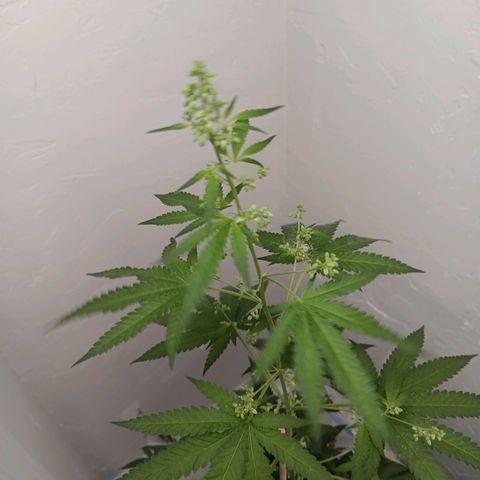 Og kush×5 kind seeds growlog timeline photo