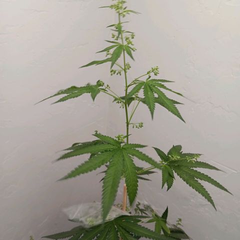 Og kush×5 kind seeds growlog timeline photo