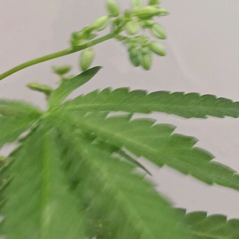 Og kush×5 kind seeds growlog timeline photo