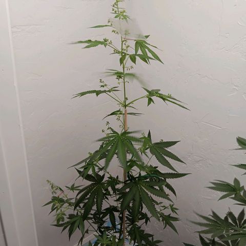 Og kush×5 kind seeds growlog timeline photo