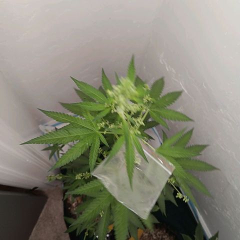 Og kush×5 kind seeds growlog timeline photo