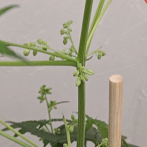 Og kush×5 kind seeds growlog timeline photo