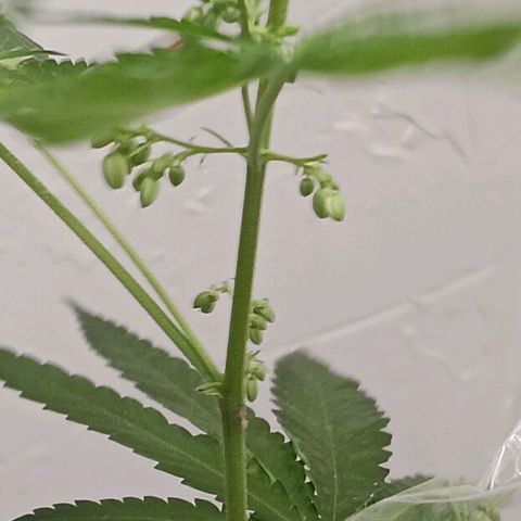 Og kush×5 kind seeds growlog timeline photo