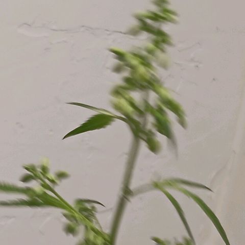 Og kush×5 kind seeds growlog timeline photo