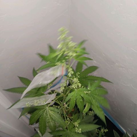 Og kush×5 kind seeds growlog timeline photo