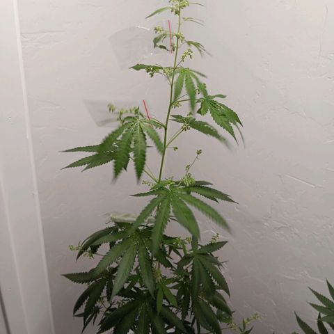 Og kush×5 kind seeds growlog timeline photo
