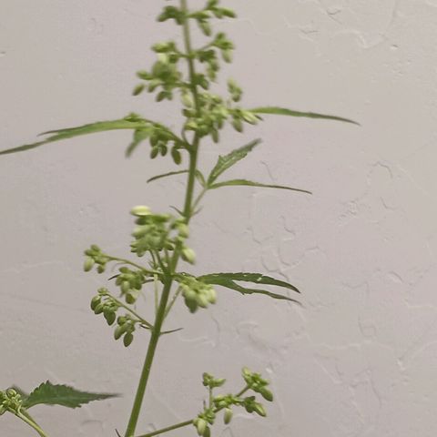 Og kush×5 kind seeds growlog timeline photo
