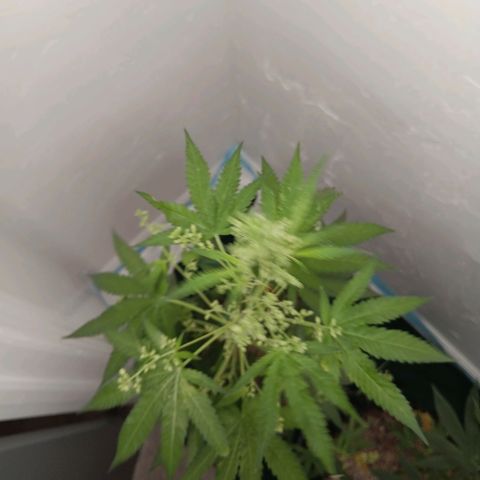 Og kush×5 kind seeds growlog timeline photo