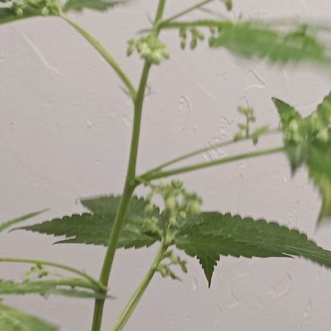 Og kush×5 kind seeds growlog timeline photo