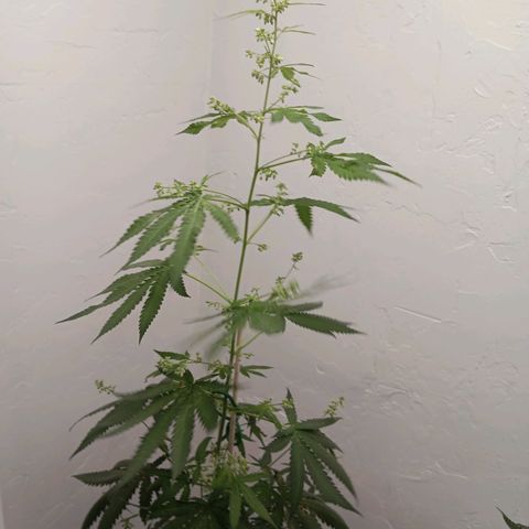 Og kush×5 kind seeds growlog timeline photo