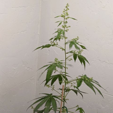 Og kush×5 kind seeds growlog timeline photo