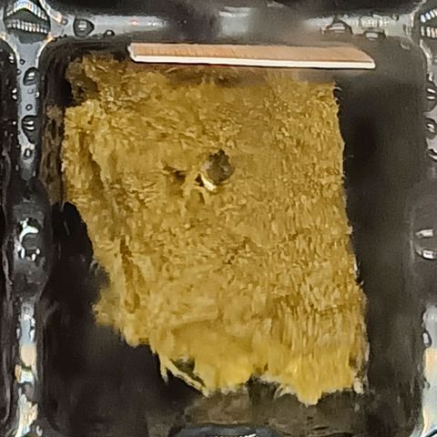 Ice dream cake seedsman seeds ×2 growlog timeline photo