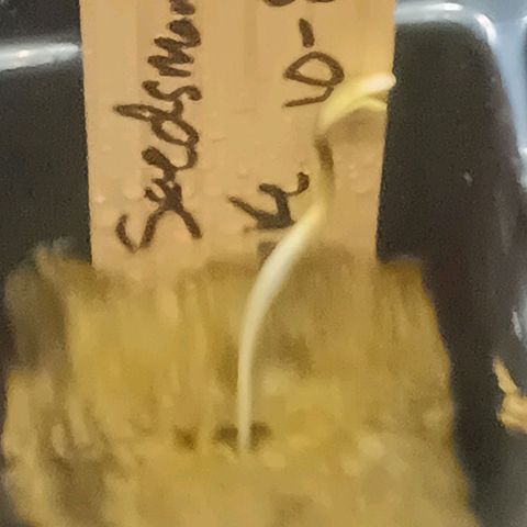 Ice dream cake seedsman seeds ×2 growlog timeline photo