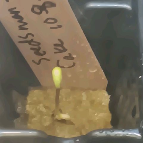 Ice dream cake seedsman seeds ×2 growlog timeline photo