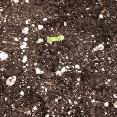Ice dream cake seedsman seeds ×2 growlog timeline photo