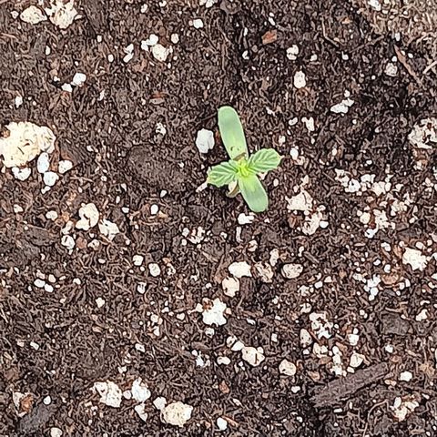Ice dream cake seedsman seeds ×2 growlog timeline photo