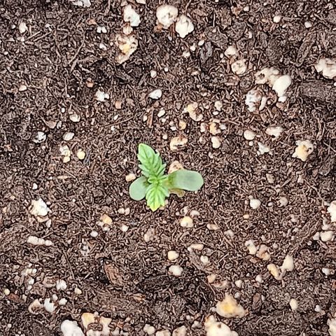 Purple bubba kush ×2 growlog timeline photo
