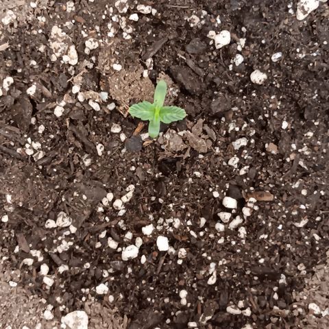 Ice dream cake seedsman seeds ×2 growlog timeline photo
