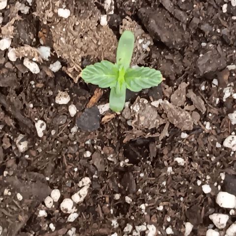 Ice dream cake seedsman seeds ×2 growlog timeline photo