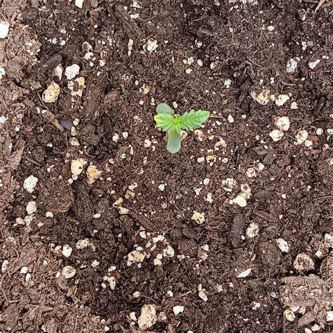 Purple bubba kush ×2 growlog timeline photo