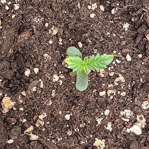 Purple bubba kush ×2 growlog timeline photo