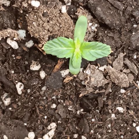 Ice dream cake seedsman seeds ×2 growlog timeline photo