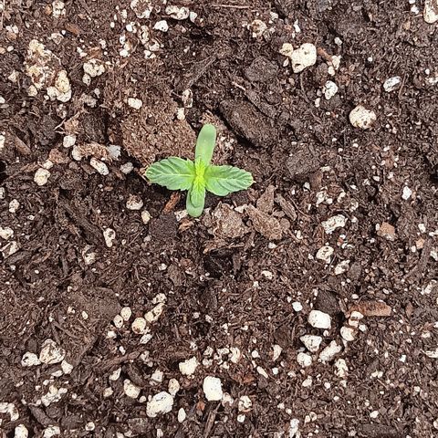 Ice dream cake seedsman seeds ×2 growlog timeline photo