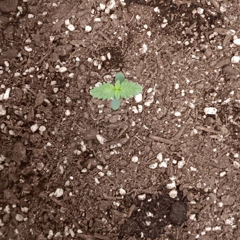 Purple bubba kush ×2 growlog timeline photo