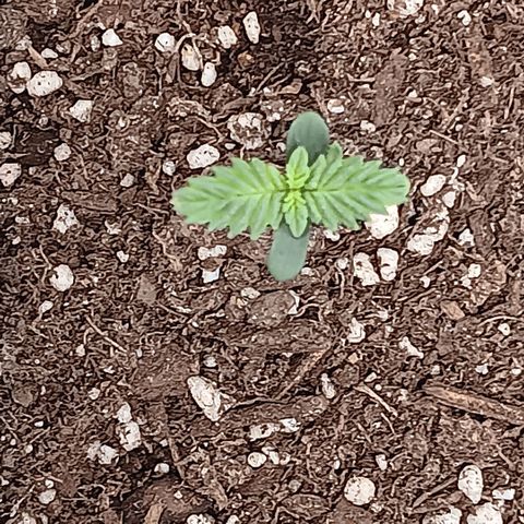Purple bubba kush ×2 growlog timeline photo