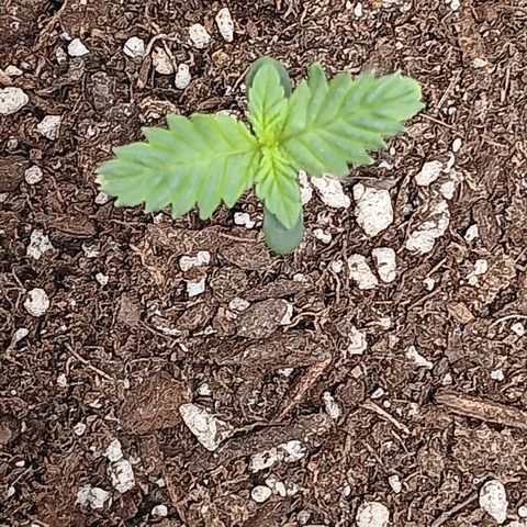 Purple bubba kush ×2 growlog timeline photo