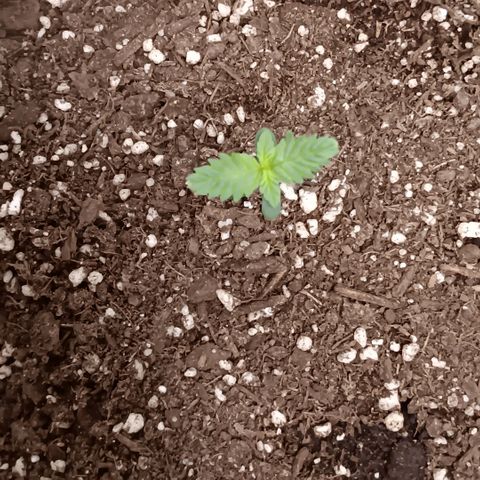Purple bubba kush ×2 growlog timeline photo